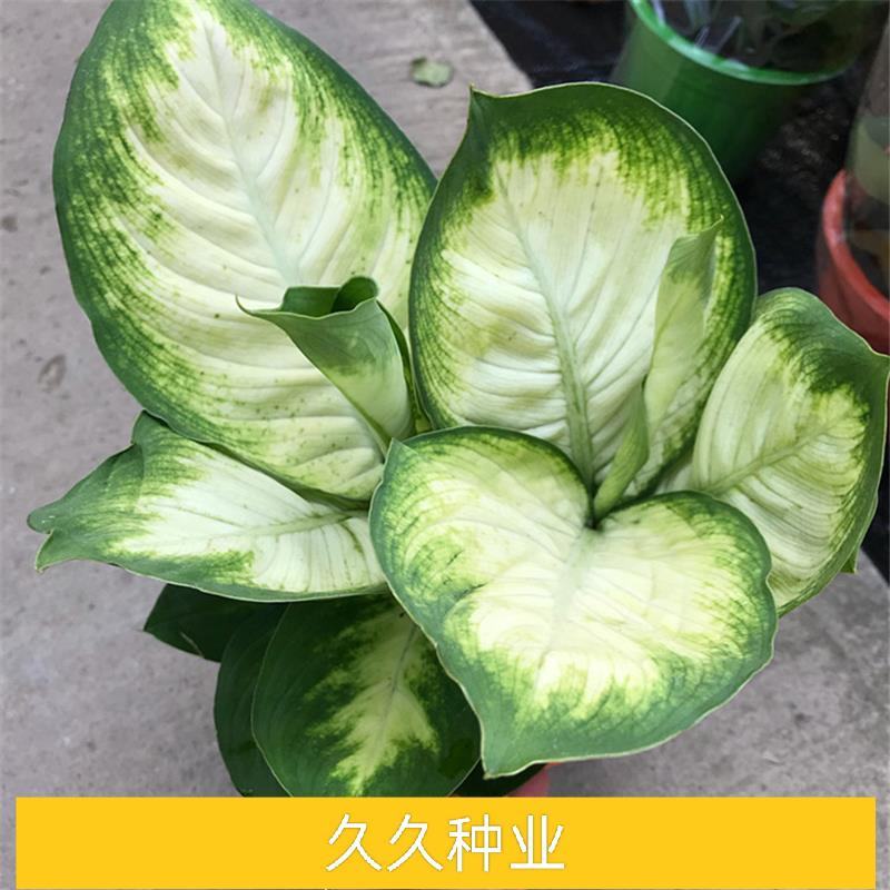 花叶万年青白雪公主银皇后玛丽安室内盆栽桌面绿植吸甲醛