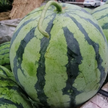 美都西瓜，湖北荆州万亩种植基地，可视频看瓜，产地直销