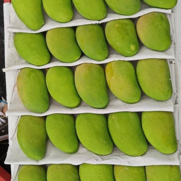 小台芒