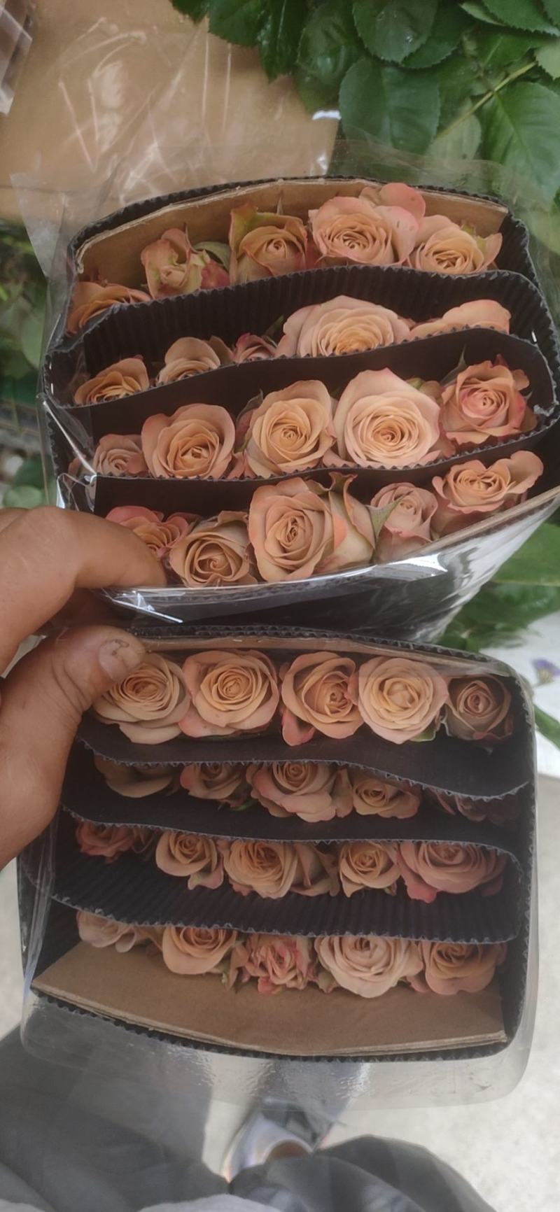 鲜花玫瑰香槟鲜切花，插花，