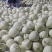 甜瓜甜宝甜瓜小量上市精品甜瓜产地直销保质保量
