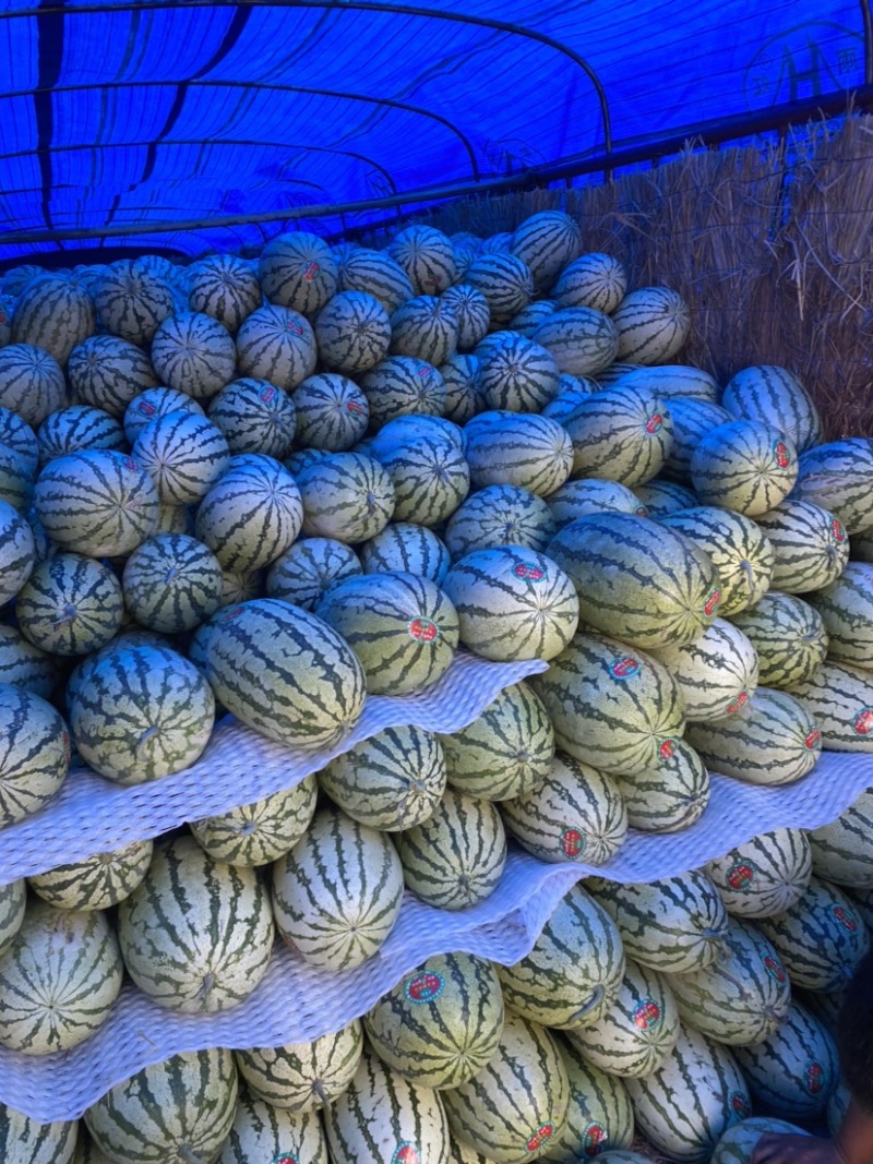 双红瓤金花硒砂瓜大量上市，皮薄口感好，甜度高。