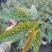 鳟鱼秋海棠ins风绿植花卉盆栽网红北欧进口观叶植物