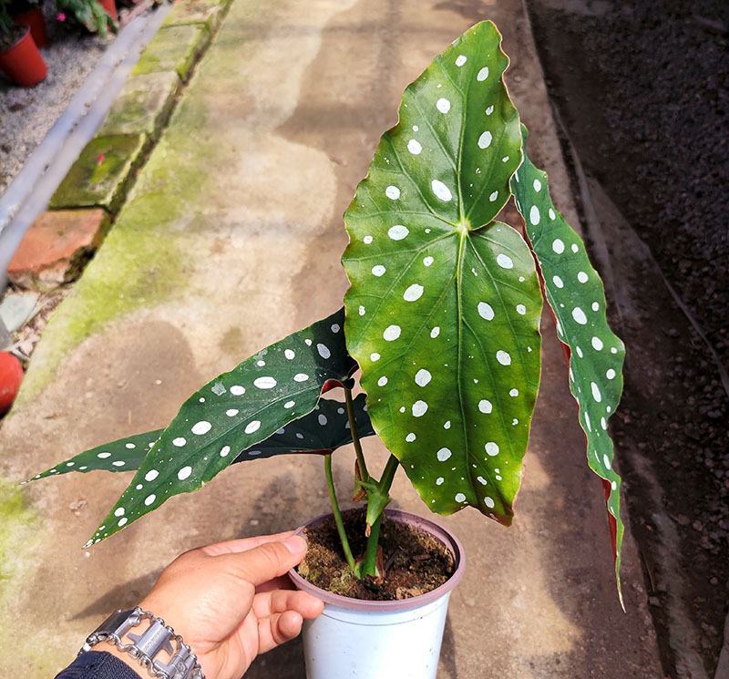 鳟鱼秋海棠ins风绿植花卉盆栽网红北欧进口观叶植物