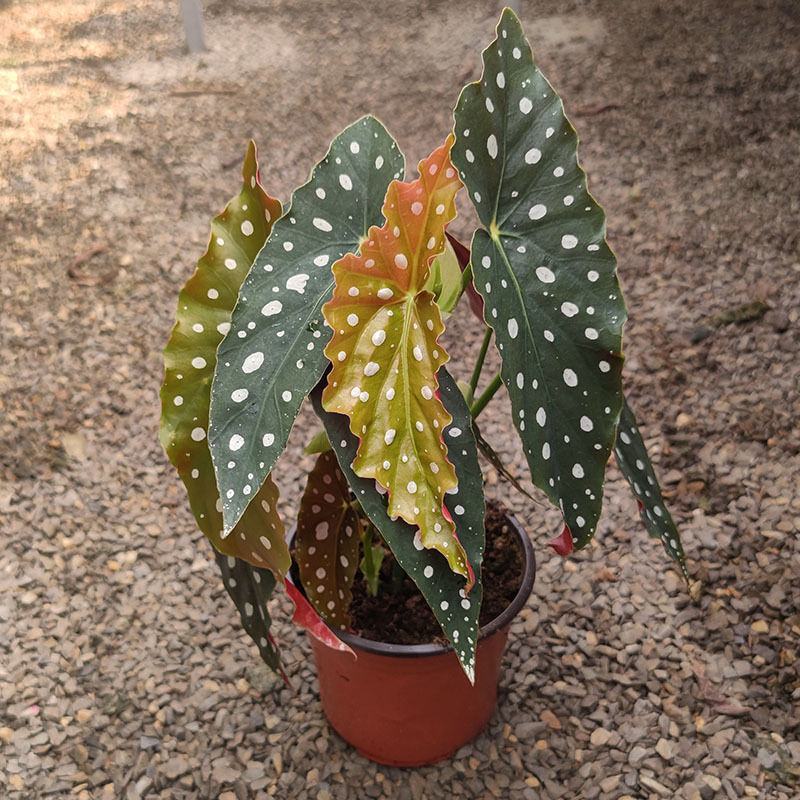 鳟鱼秋海棠ins风绿植花卉盆栽网红北欧进口观叶植物