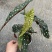 鳟鱼秋海棠ins风绿植花卉盆栽网红北欧进口观叶植物