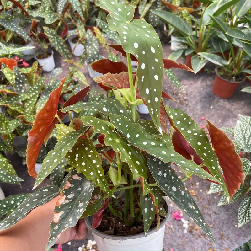鳟鱼秋海棠ins风绿植花卉盆栽网红北欧进口观叶植物