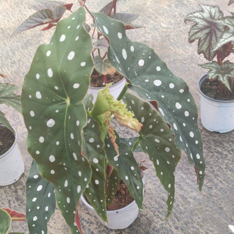 鳟鱼秋海棠ins风绿植花卉盆栽网红北欧进口观叶植物