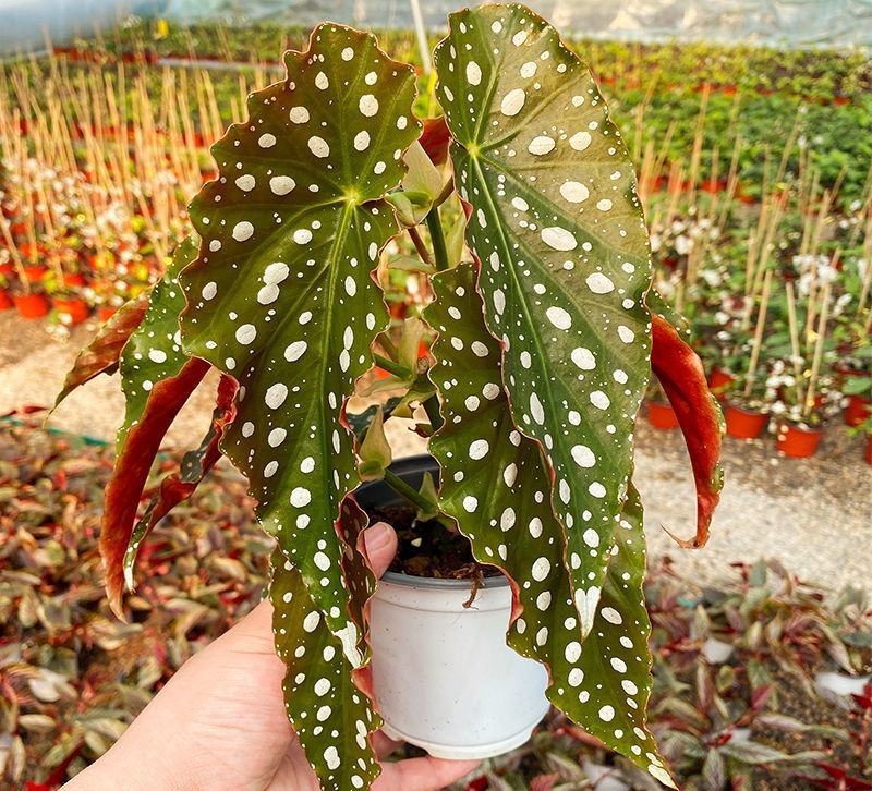 鳟鱼秋海棠ins风绿植花卉盆栽网红北欧进口观叶植物