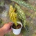 鳟鱼秋海棠ins风绿植花卉盆栽网红北欧进口观叶植物