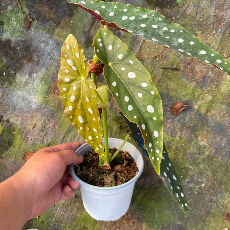 鳟鱼秋海棠ins风绿植花卉盆栽网红北欧进口观叶植物