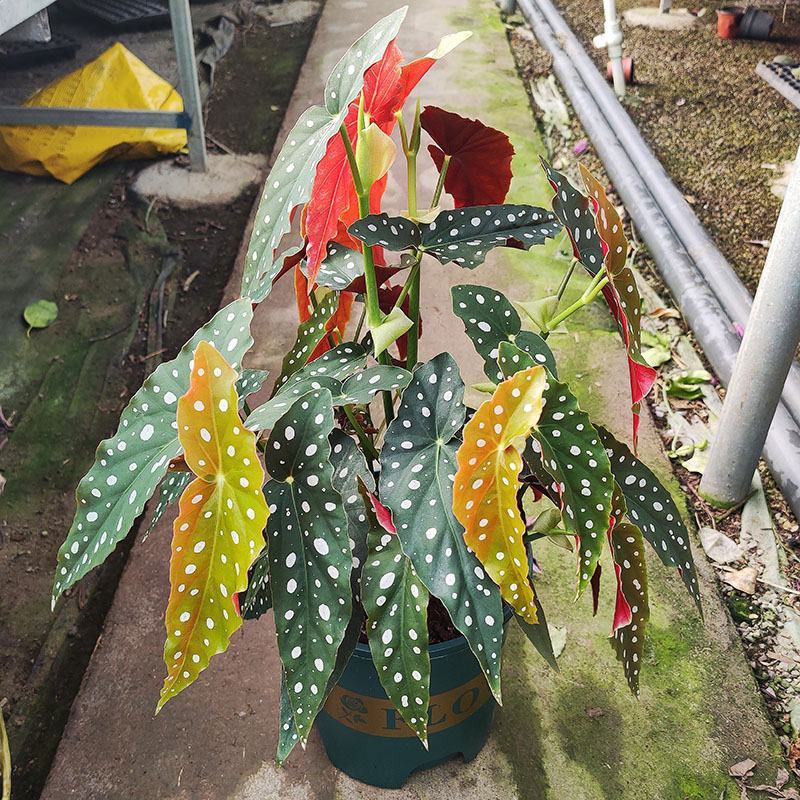 鳟鱼秋海棠ins风绿植花卉盆栽网红北欧进口观叶植物