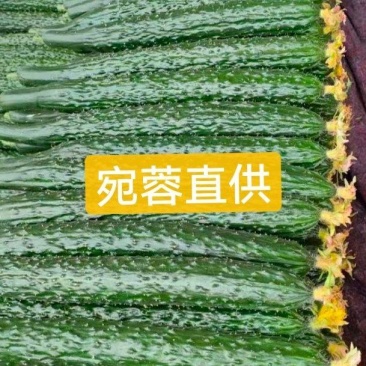 山东聊城密刺黄瓜