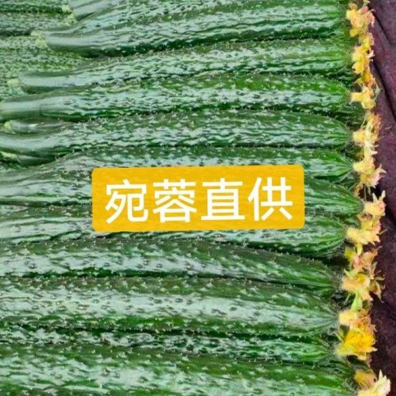 山东聊城密刺黄瓜