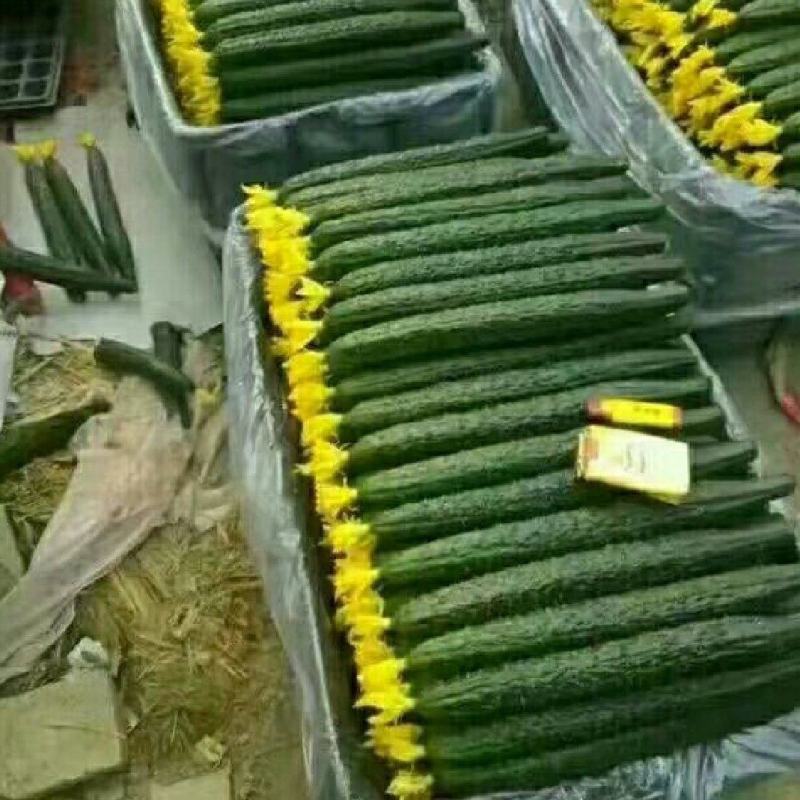 山东聊城密刺黄瓜
