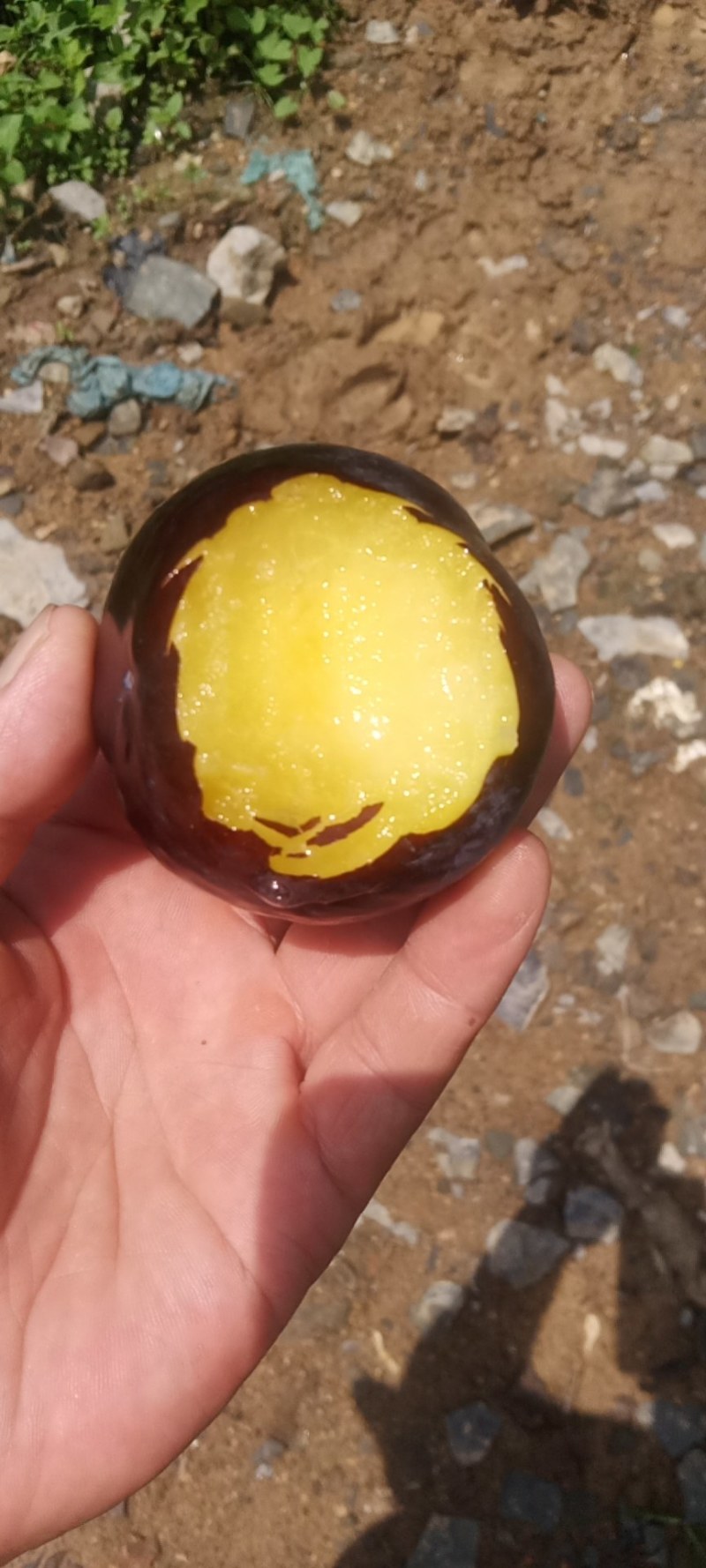 迟黑李上市