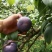 迟黑李上市