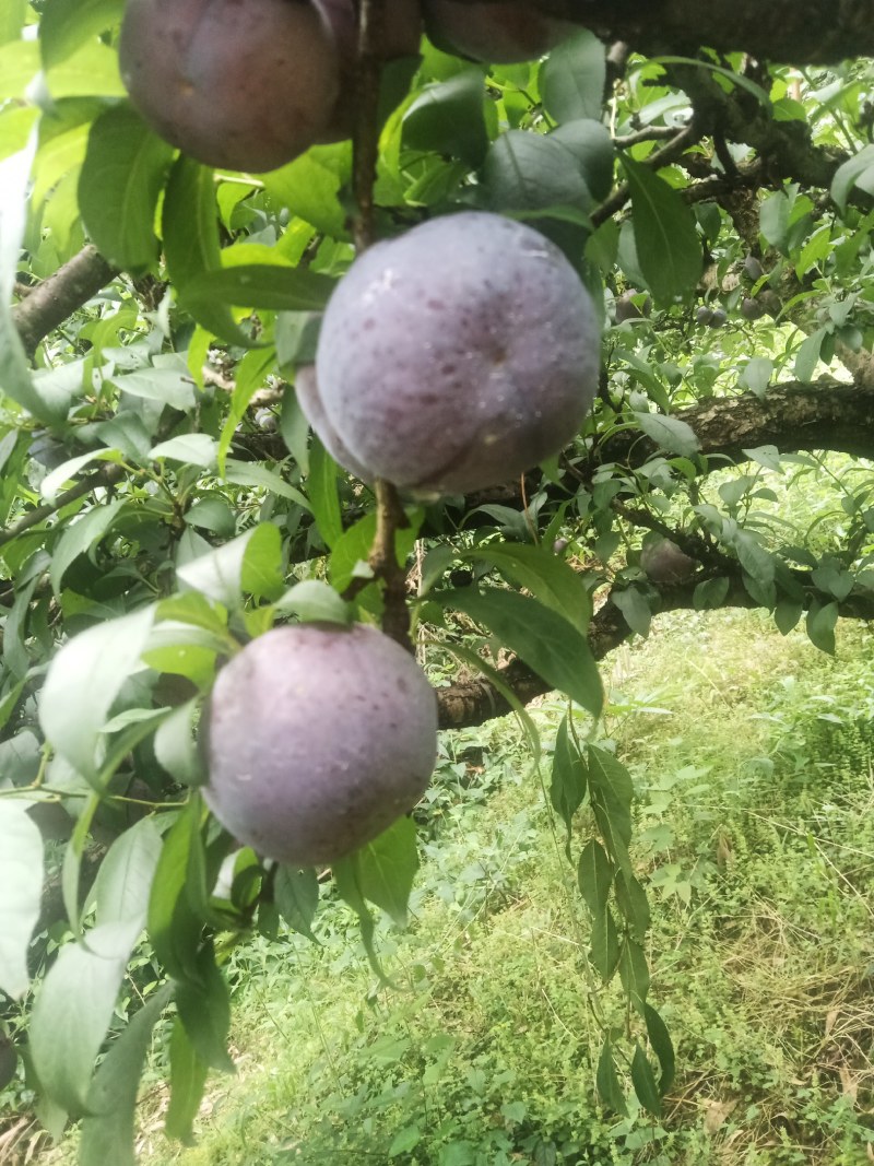 迟黑李上市