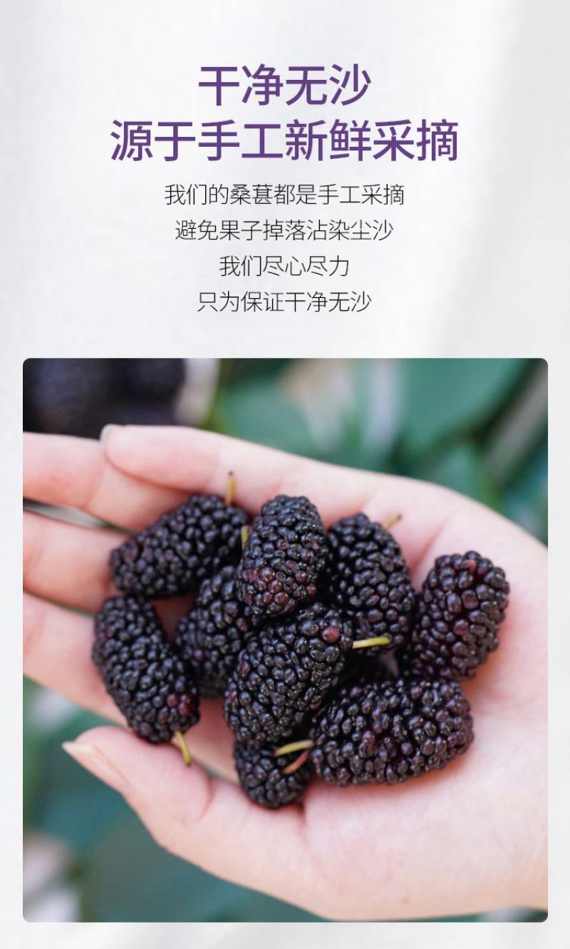 桑葚干产地直发原产地直销批发零售