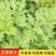 艾叶靳艾草种子药用野生香艾草食用青团大叶艾驱蚊草艾灸种子
