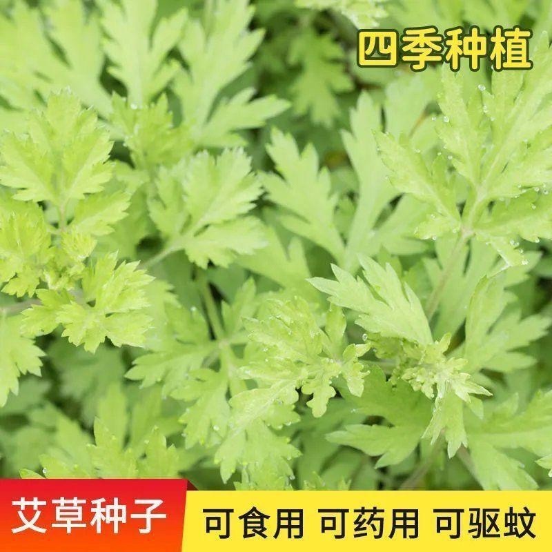 艾叶靳艾草种子药用野生香艾草食用青团大叶艾驱蚊草艾灸种子