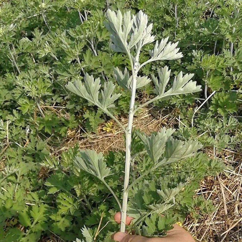 艾叶靳艾草种子药用野生香艾草食用青团大叶艾驱蚊草艾灸种子