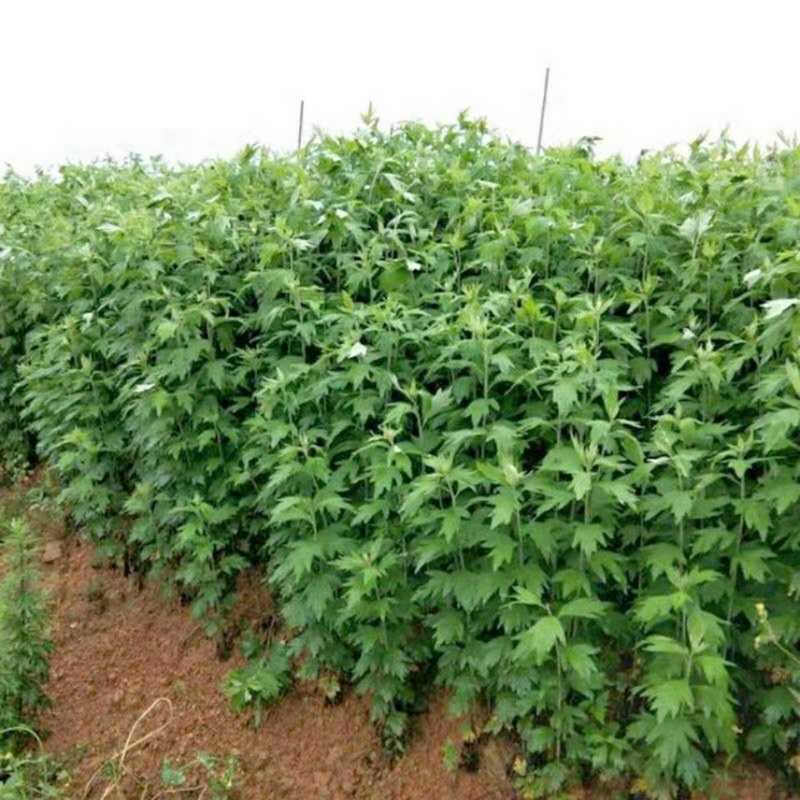 艾叶靳艾草种子药用野生香艾草食用青团大叶艾驱蚊草艾灸种子