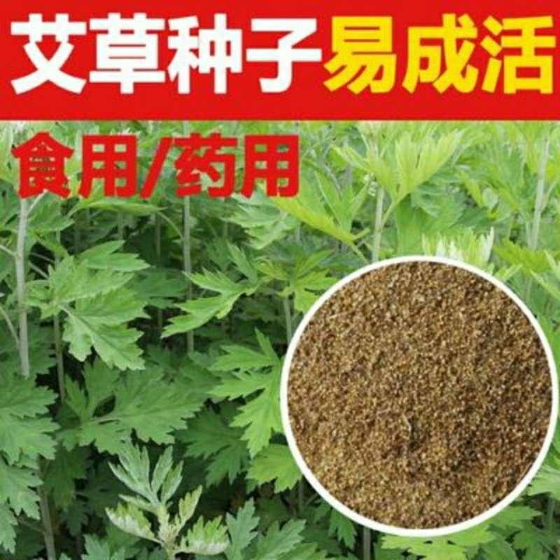 艾叶靳艾草种子药用野生香艾草食用青团大叶艾驱蚊草艾灸种子