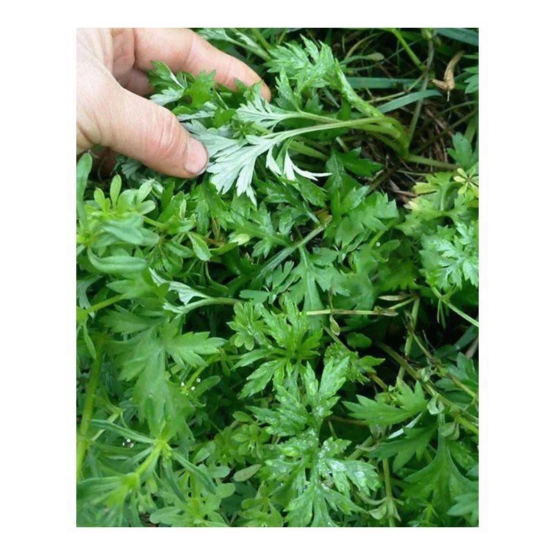 艾叶靳艾草种子药用野生香艾草食用青团大叶艾驱蚊草艾灸种子