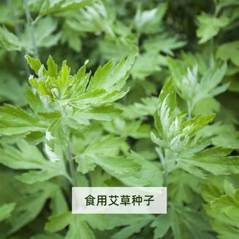 艾叶靳艾草种子药用野生香艾草食用青团大叶艾驱蚊草艾灸种子