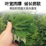 艾叶靳艾草种子药用野生香艾草食用青团大叶艾驱蚊草艾灸种子