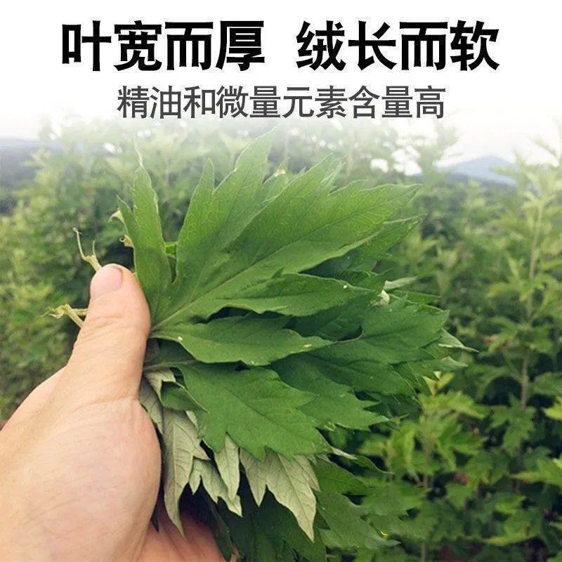 艾叶靳艾草种子药用野生香艾草食用青团大叶艾驱蚊草艾灸种子