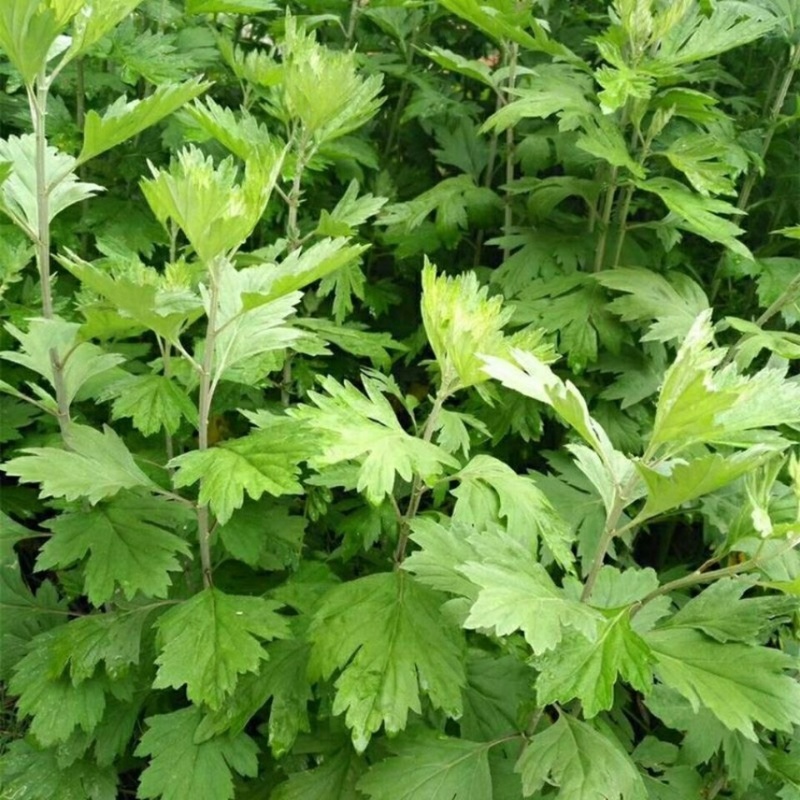 艾叶靳艾草种子药用野生香艾草食用青团大叶艾驱蚊草艾灸种子