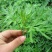 艾叶靳艾草种子药用野生香艾草食用青团大叶艾驱蚊草艾灸种子