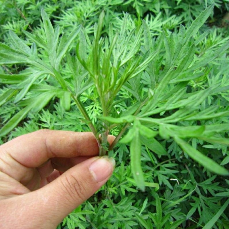 艾叶靳艾草种子药用野生香艾草食用青团大叶艾驱蚊草艾灸种子