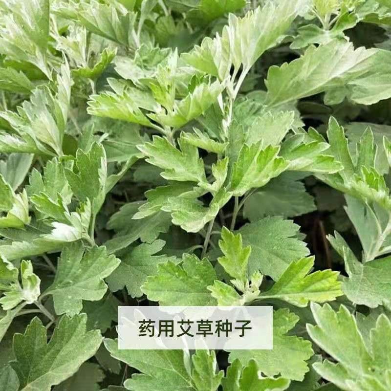 艾叶靳艾草种子药用野生香艾草食用青团大叶艾驱蚊草艾灸种子