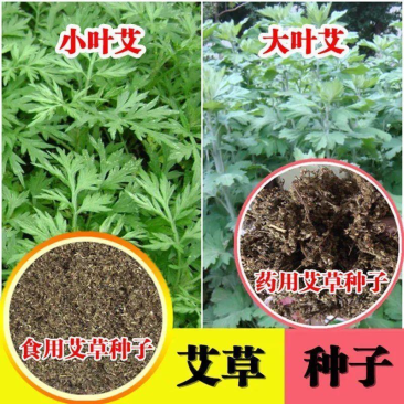 艾叶靳艾草种子药用野生香艾草食用青团大叶艾驱蚊草艾灸种子