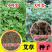 艾叶靳艾草种子药用野生香艾草食用青团大叶艾驱蚊草艾灸种子