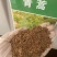 艾叶靳艾草种子药用野生香艾草食用青团大叶艾驱蚊草艾灸种子