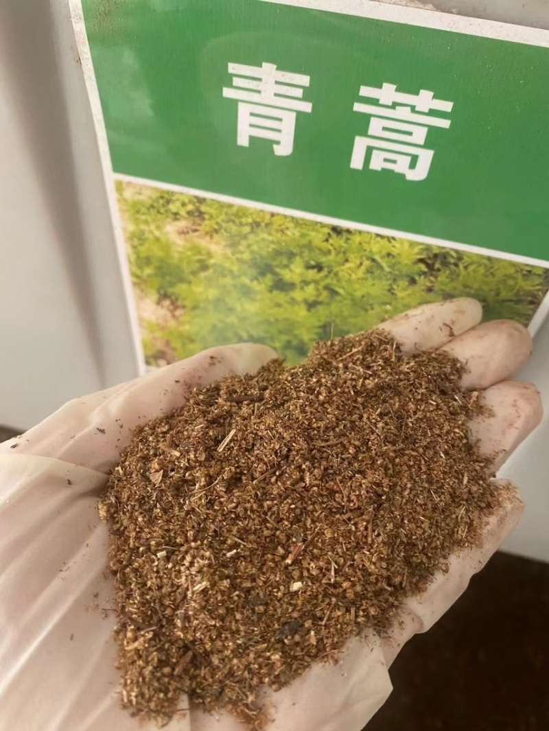 艾叶靳艾草种子药用野生香艾草食用青团大叶艾驱蚊草艾灸种子