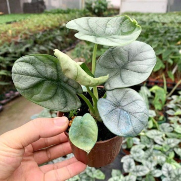 白犀牛海芋卧室盆栽绿植办公室桌面摆件植物花卉含简易盆