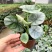 白犀牛海芋卧室盆栽绿植办公室桌面摆件植物花卉含简易盆