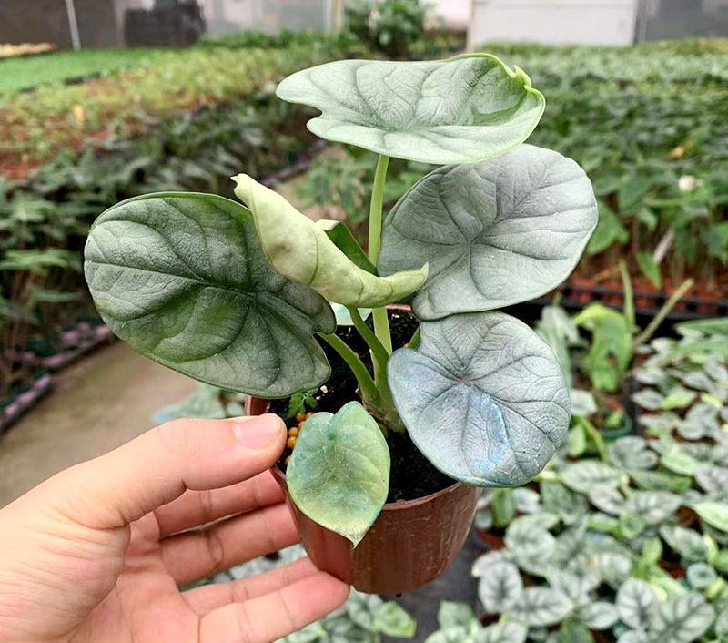 白犀牛海芋卧室盆栽绿植办公室桌面摆件植物花卉含简易盆