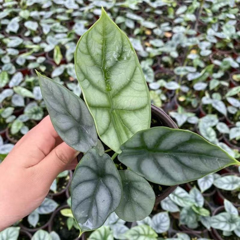 白犀牛海芋卧室盆栽绿植办公室桌面摆件植物花卉含简易盆
