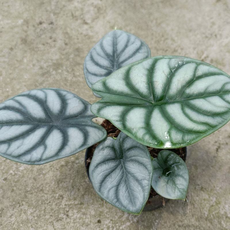 白犀牛海芋卧室盆栽绿植办公室桌面摆件植物花卉含简易盆