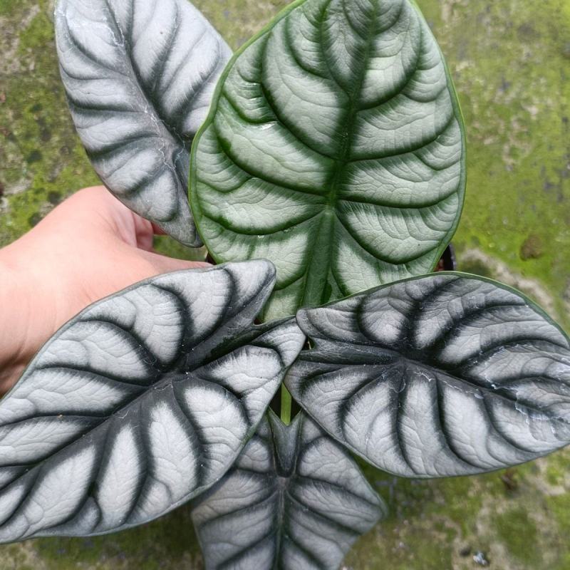 白犀牛海芋卧室盆栽绿植办公室桌面摆件植物花卉含简易盆