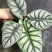 白犀牛海芋卧室盆栽绿植办公室桌面摆件植物花卉含简易盆