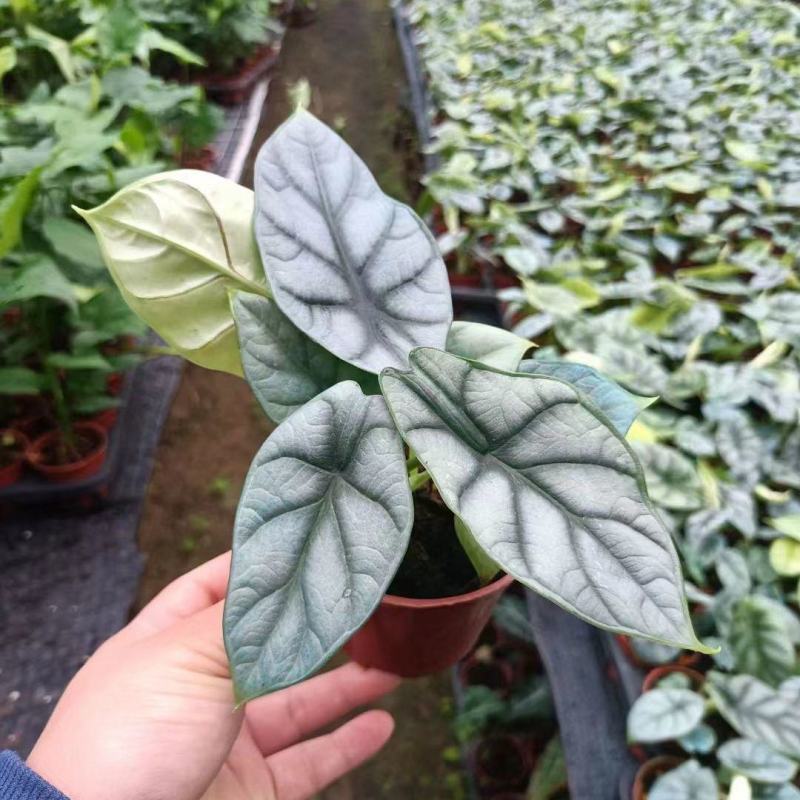 白犀牛海芋卧室盆栽绿植办公室桌面摆件植物花卉含简易盆
