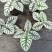 白犀牛海芋卧室盆栽绿植办公室桌面摆件植物花卉含简易盆