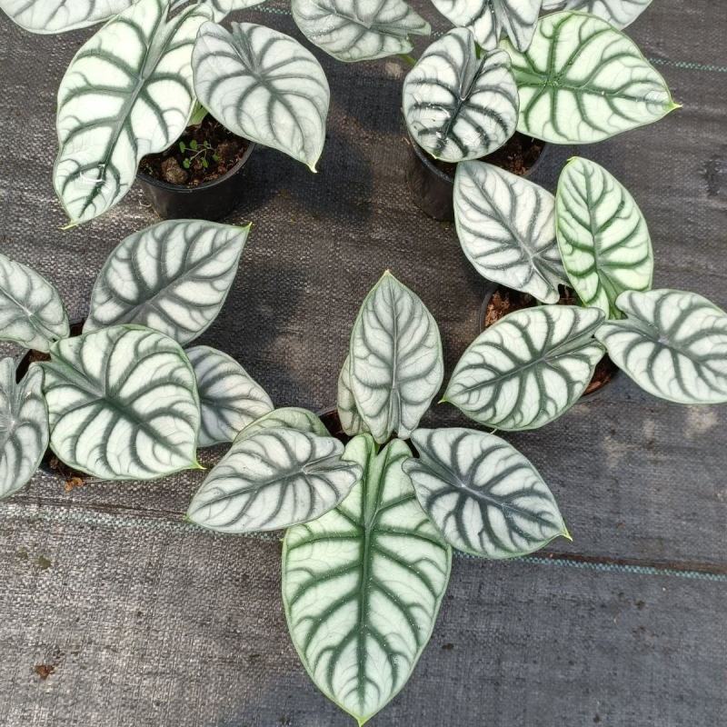 白犀牛海芋卧室盆栽绿植办公室桌面摆件植物花卉含简易盆